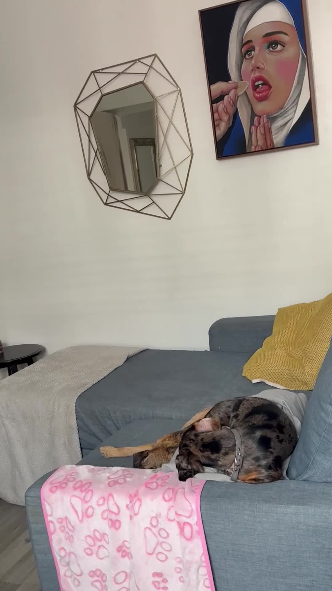 Miniature Dachshund dogs for sale: Loving Foster Home Wanted for My Loving Dachshund - Video 2