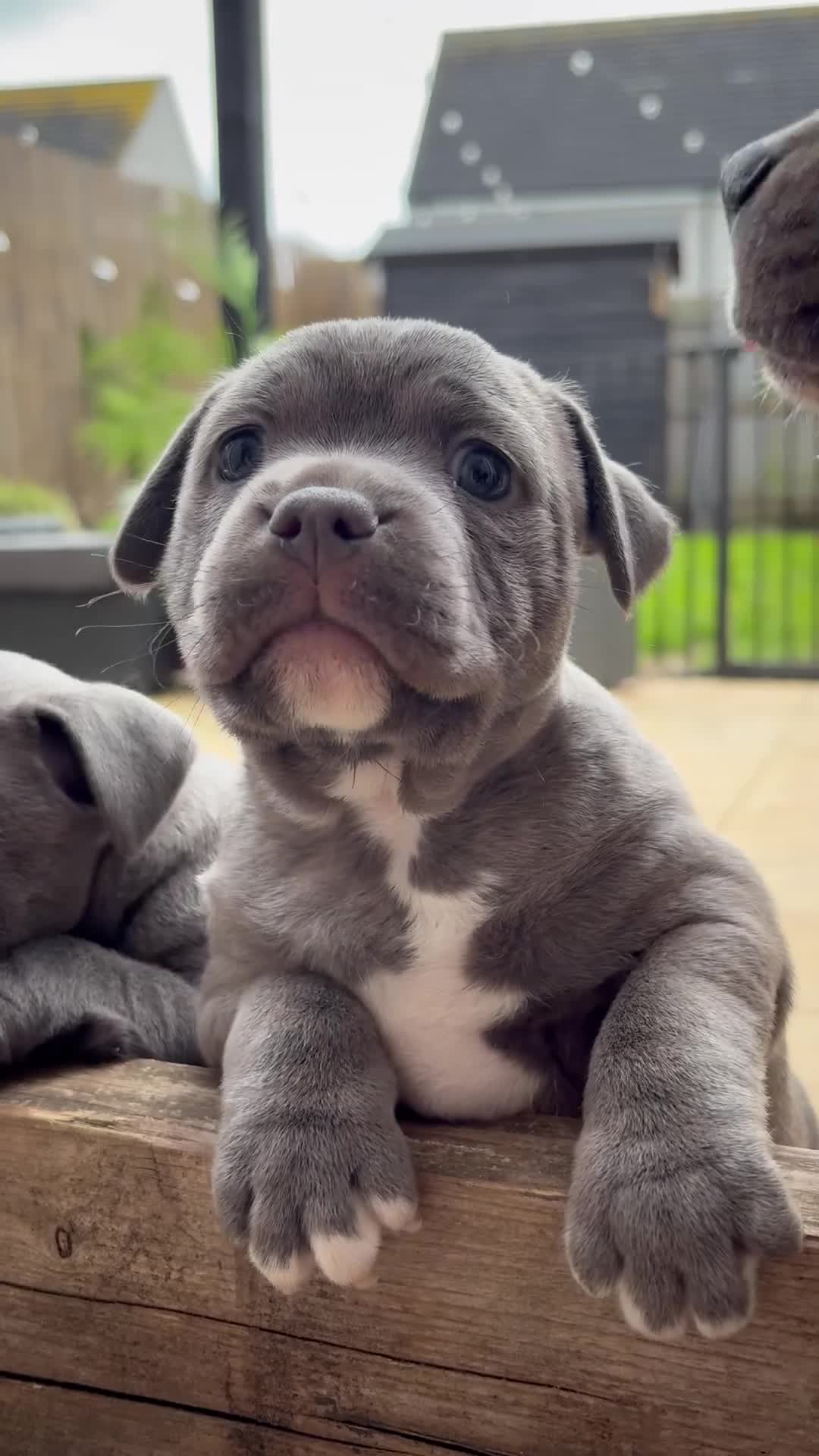 Staffordshire Bull Terrier dogs for sale: Beautiful Staffy Puppies – Ready Soon in Yeovil - Video 5