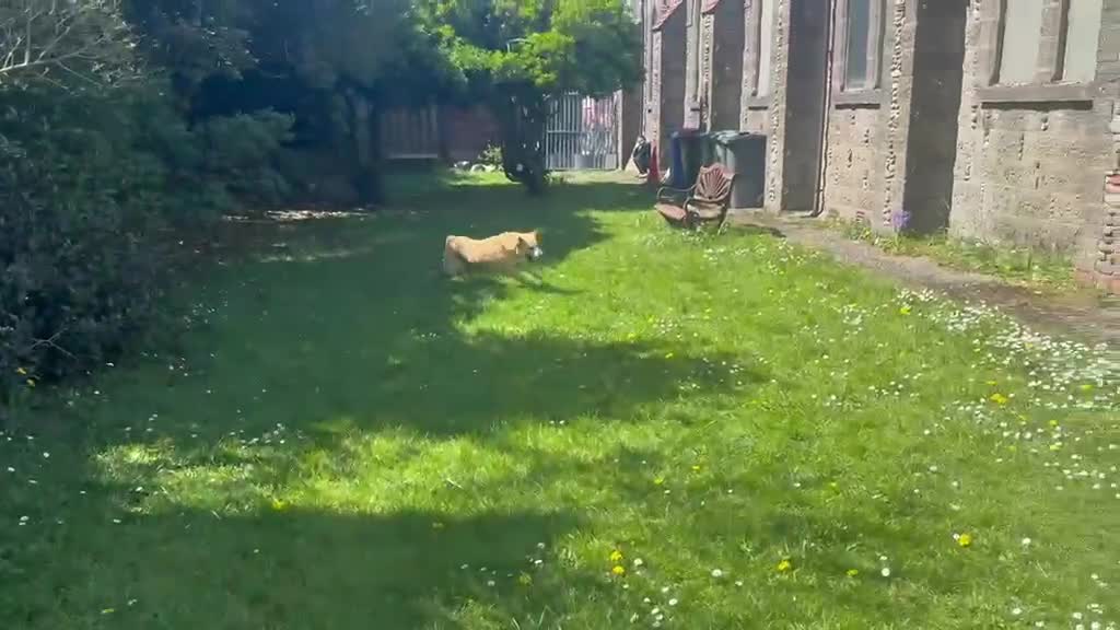 Labrador Retriever dogs for sale: Lovable Labrador girl  - Video 1