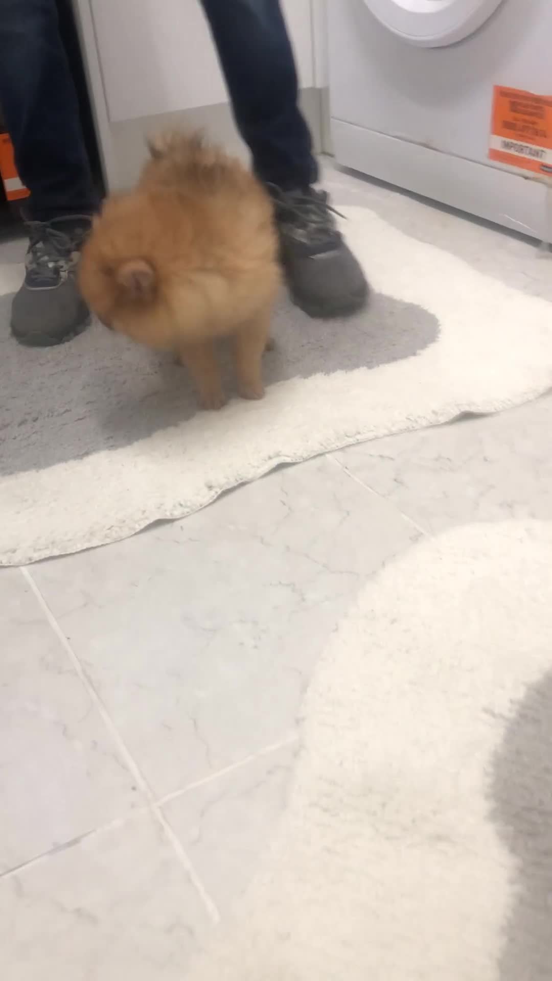 Pomeranian dogs for sale: Pomeranian 2girl2 boys  - Video 1