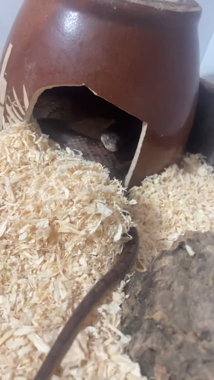 Corn Snake reptiles for sale: Corn snake for free  in Sheffield - Video 5