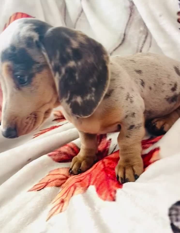 Miniature Dachshund dogs for sale: Miniature dachshunds - Video 3