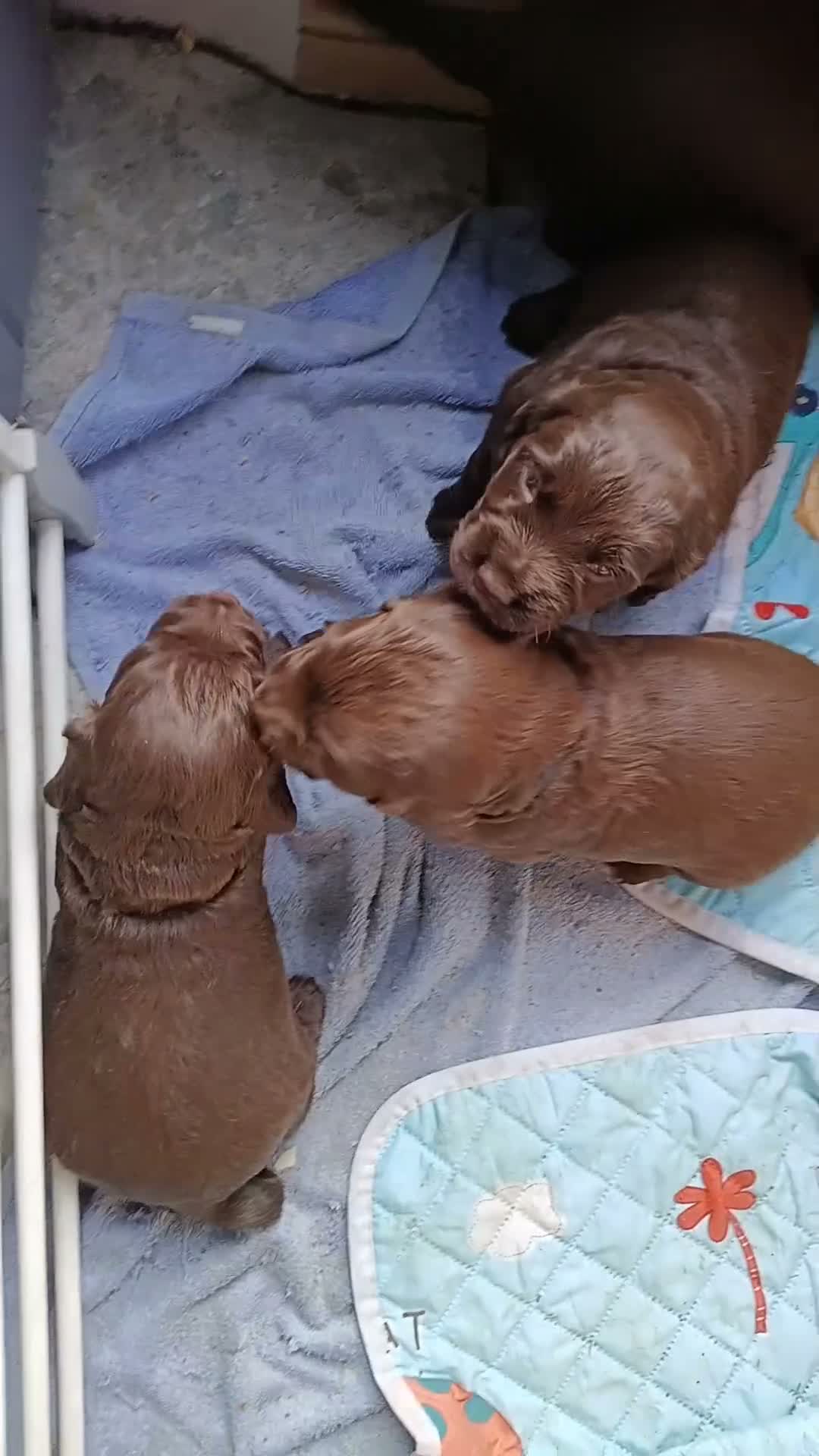 Sprocker dogs for sale: Sproker spaniel pups  - Video 3