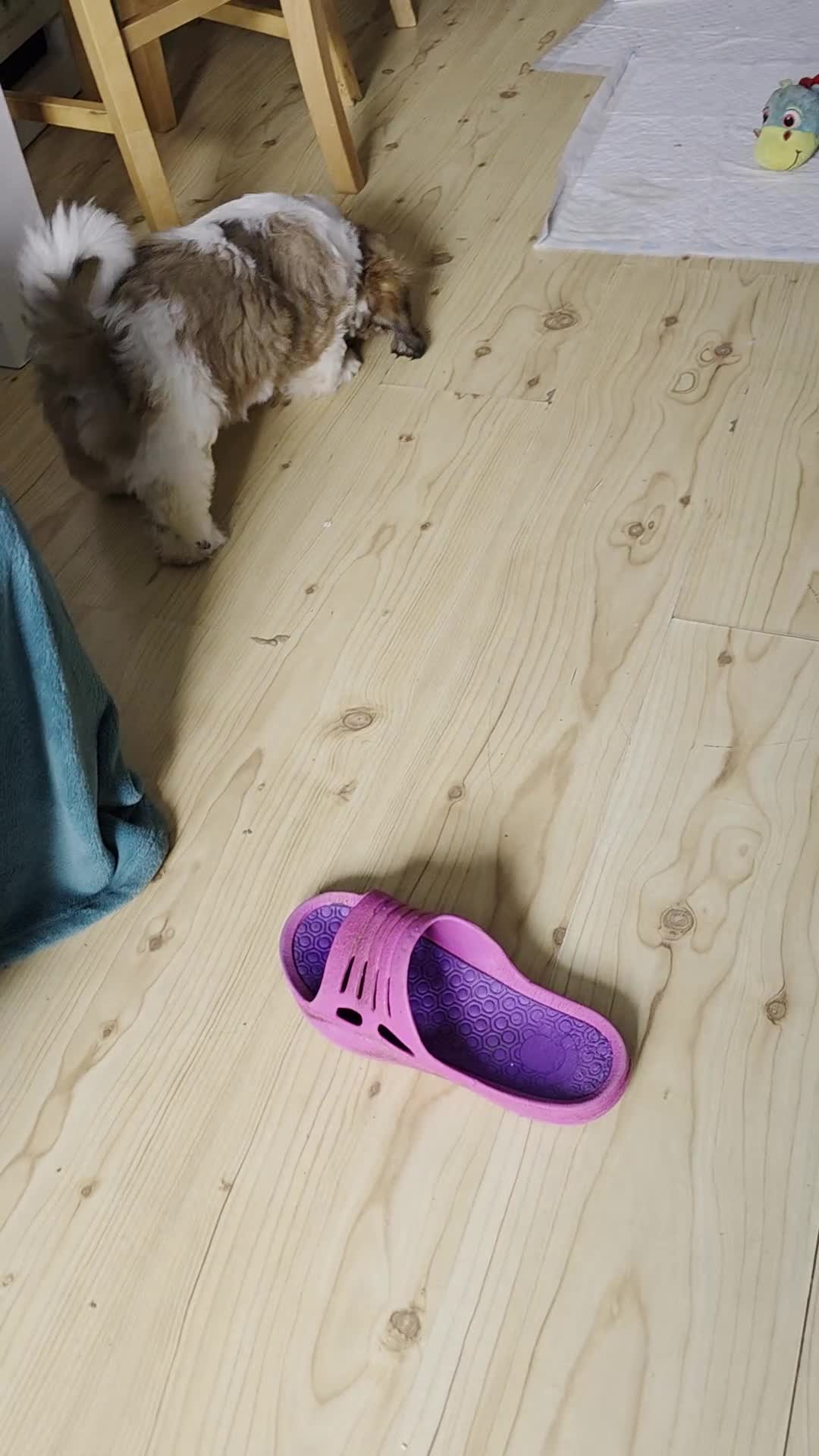Shih Tzu dogs for sale: SHIH TZU GIRL and BOY PUPPIES TRICOLOUR READY NOW - Video 2