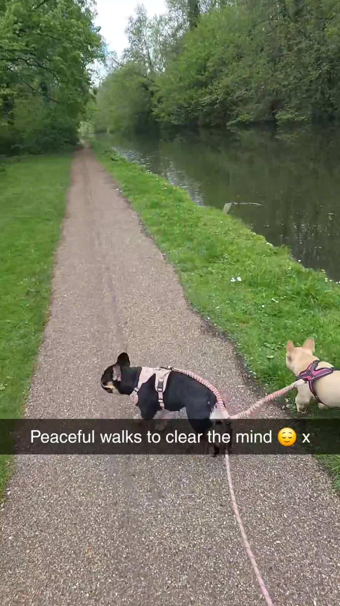 French Bulldog dogs for sale: 2 french bulldogs for sale (possibly together) in Runcorn - Video 1