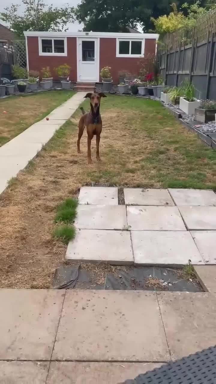 Mixed Breed dogs for adoption: Bonnie – Ball-obsessed bestie seeks forever home in Birmingham - Video 4