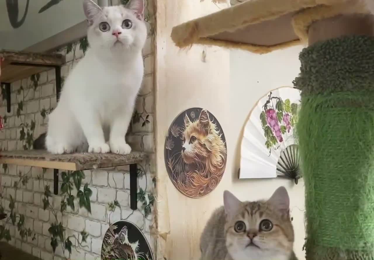 British Shorthair cats for sale: Full Pedigree British short hair kittens  - Video 3