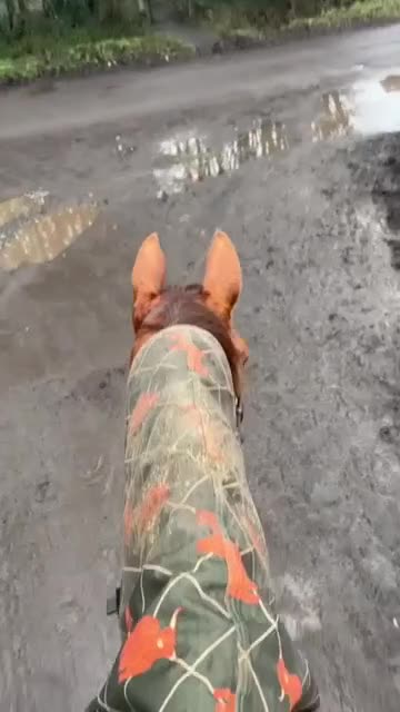 Irish Thoroughbred horses for sale: Bless The Moon  - Video 2