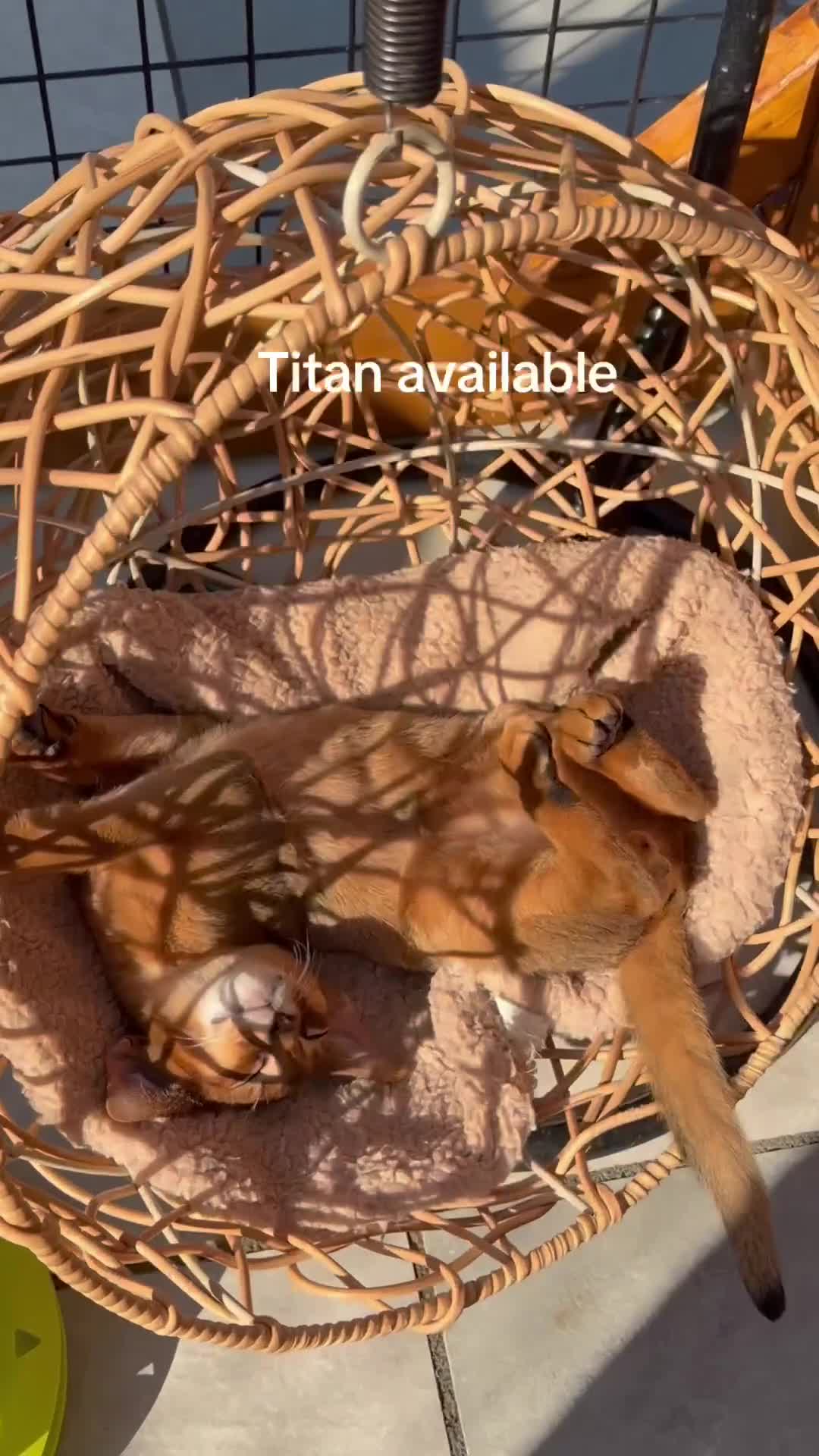 Abyssinian cats for sale: LAST 2 BOYS 💙😻Abyssinian kittens  - Video 1