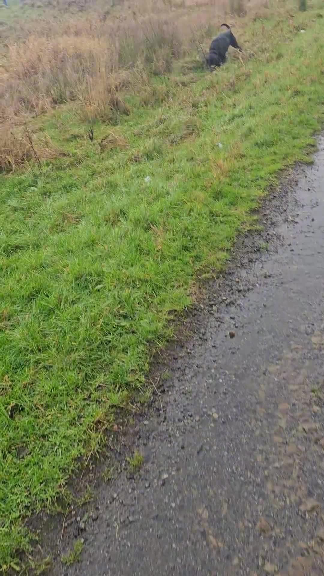 Mixed Breed dogs for sale: 2 year old weimaraner X labrador (Weimador) - Video 1