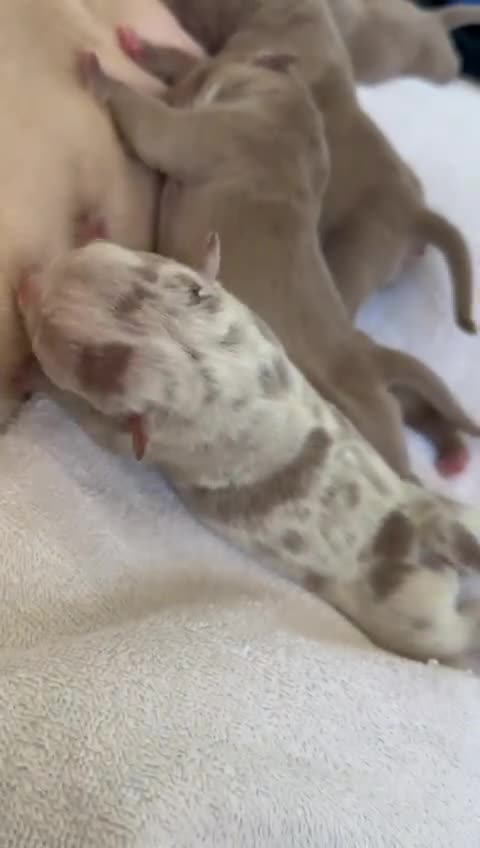 American Bully dogs for sale: American Bully Pocket Champions Bloodlines  in Ilford - Video 1