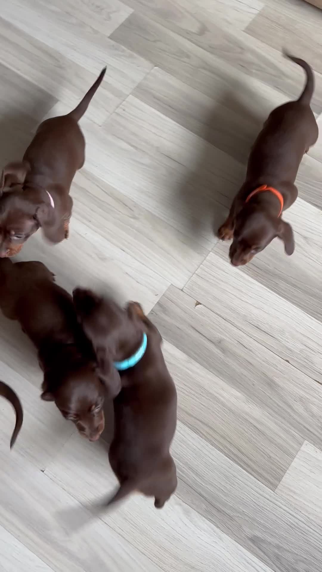 Miniature Dachshund dogs for sale: Miniature dachshund  - Video 1