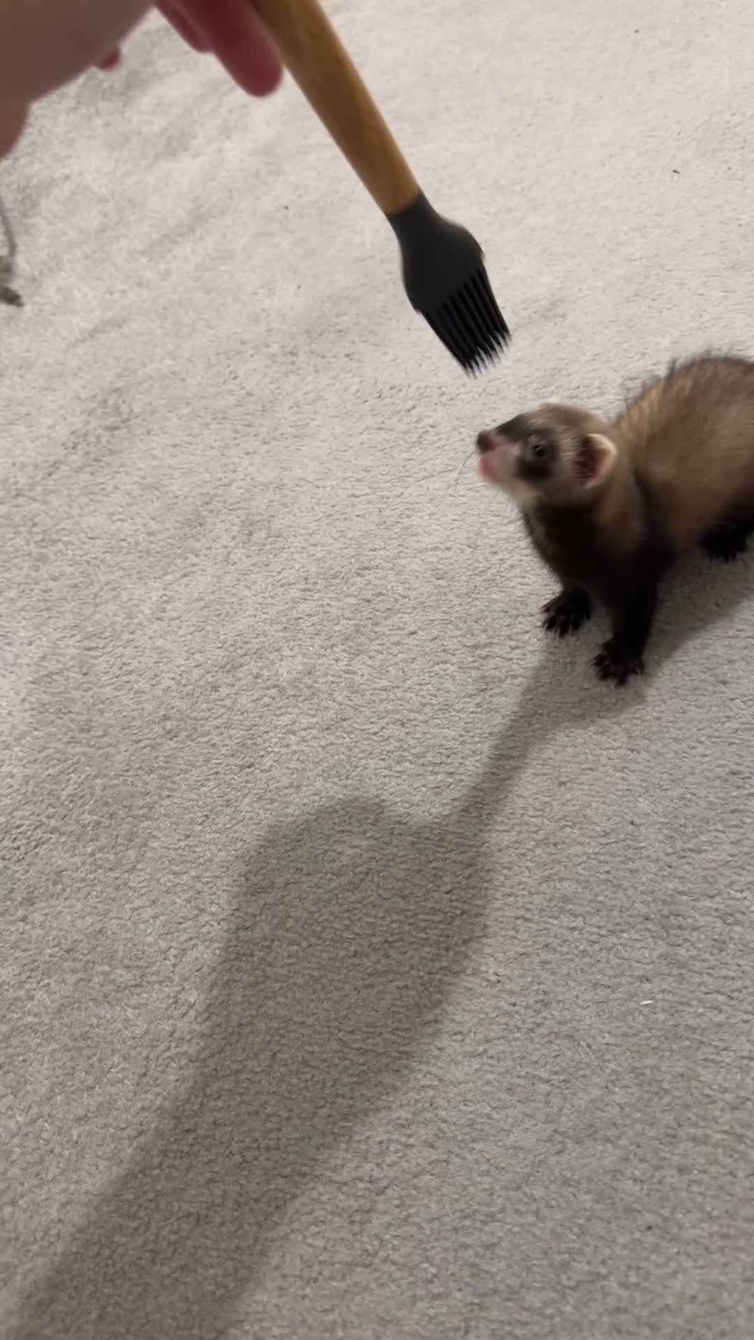 Ferret rodents for sale: 2x baby ferret  in Wolverhampton - Video 2