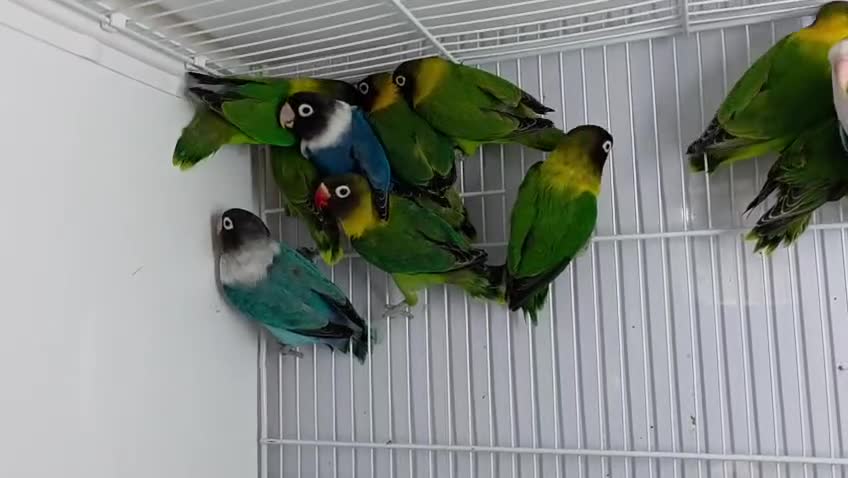 Lovebirds birds for sale: Colour Lovebirds for Sale - Video 1