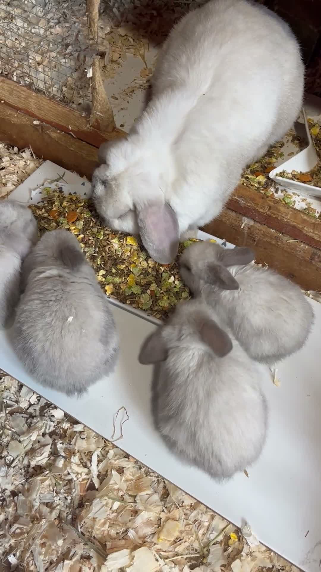 Mini Lop rabbits for sale: Early Summer 2026 - Video 2