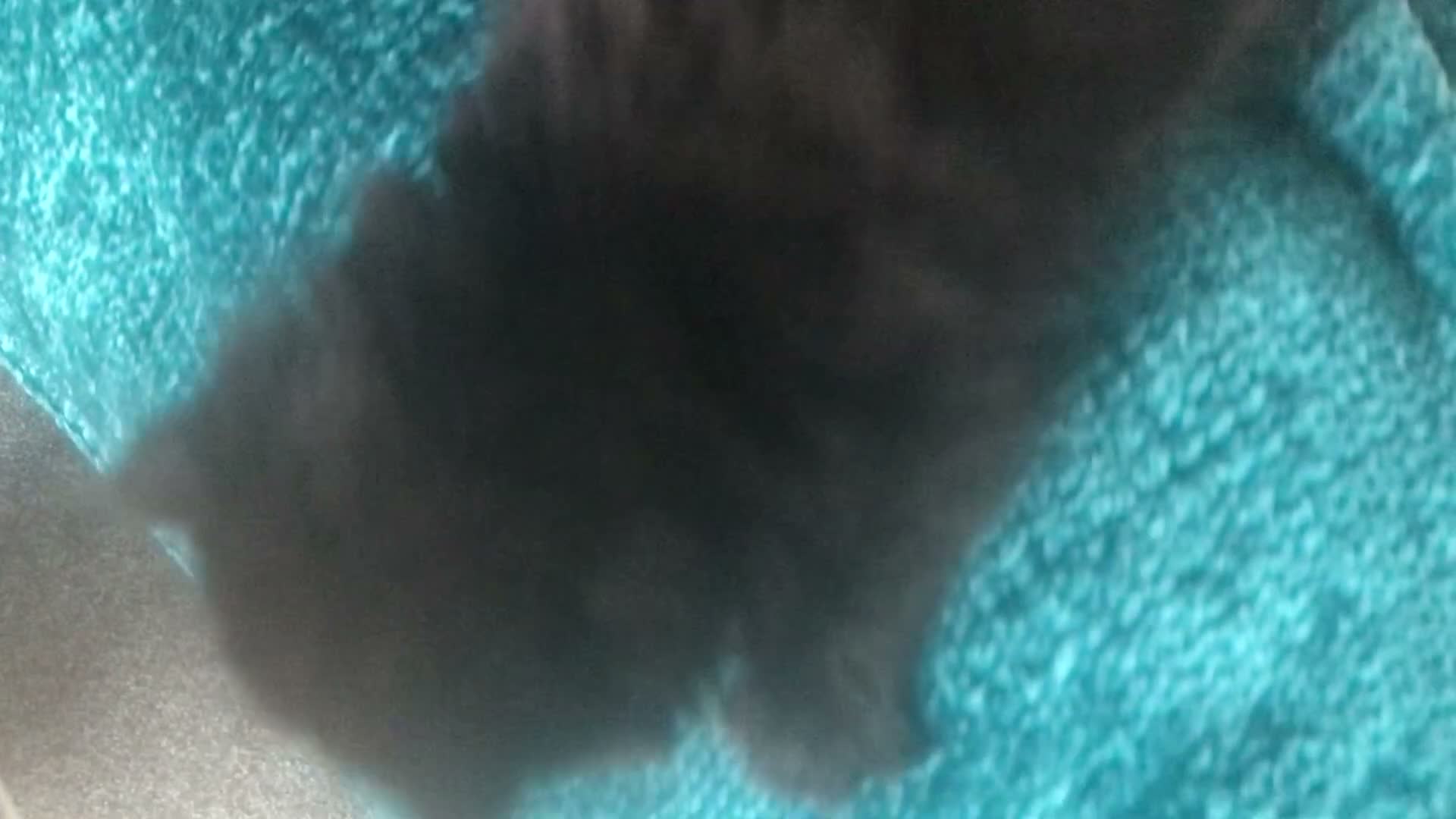 Mixed Breed cats for sale: 4 kittens for sale - Video 1