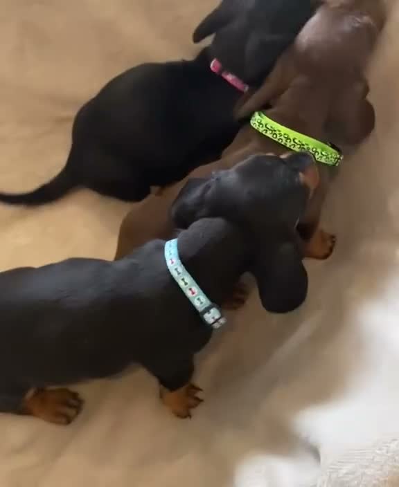 Dachshund dogs for sale: 7 beautiful puppy’s looking for a forever home.  - Video 2