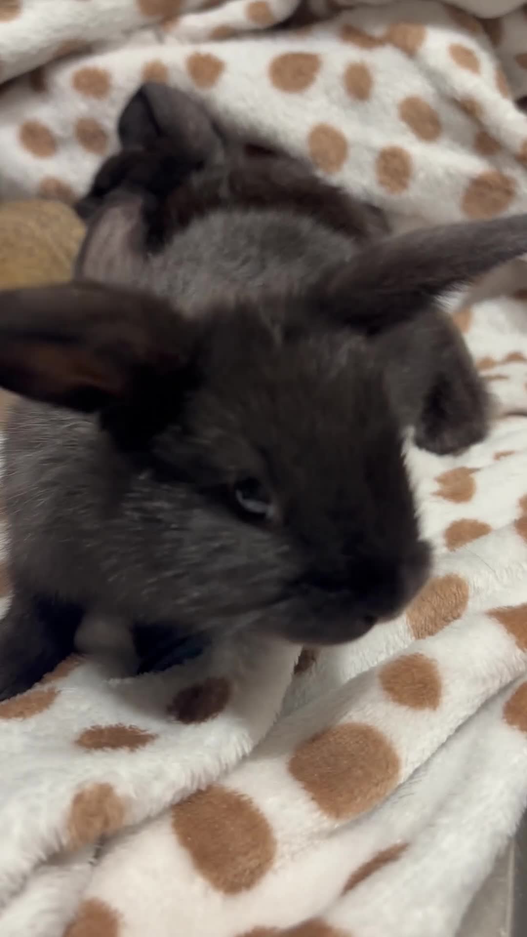Mini Lop rabbits for sale: Only buck number 3&4 left - 4 baby mini lops 💙🩵 - Video 2