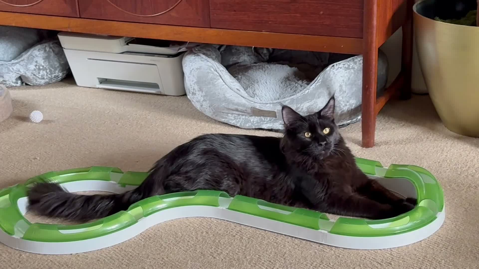 Maine Coon cats for sale: Solid black boy - Video 1