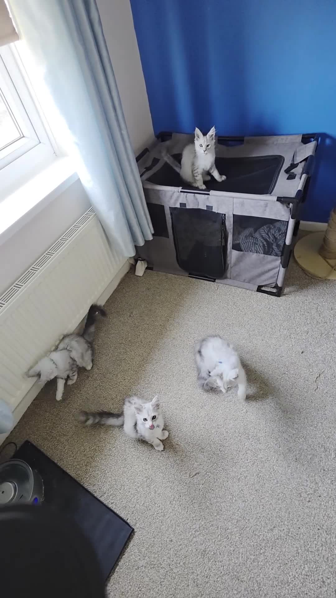 Maine Coon cats for sale: Ready Immediately. TICA 100% Maine Coon rare color - Video 2
