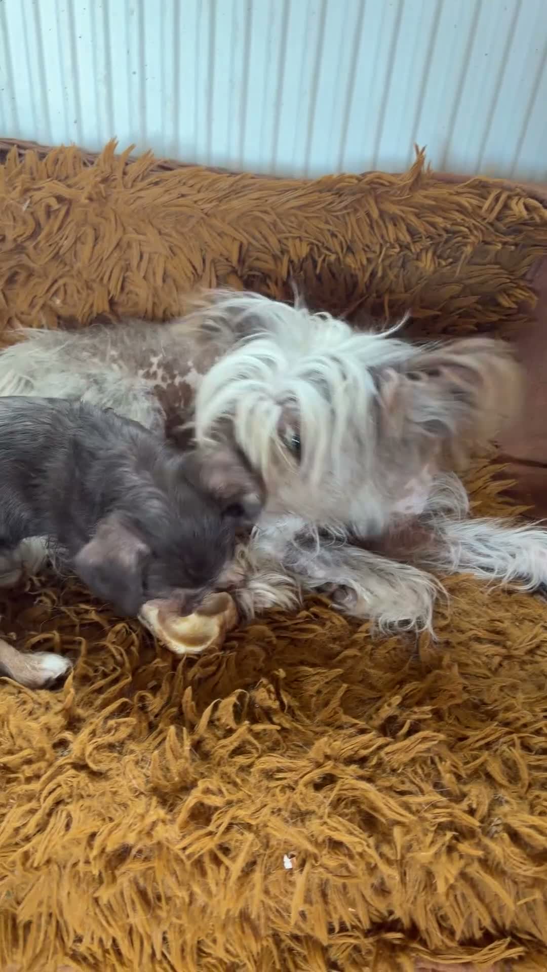 Mixed Breed dogs for sale: Chichi x mini wirehaired dachshund  - Video 2