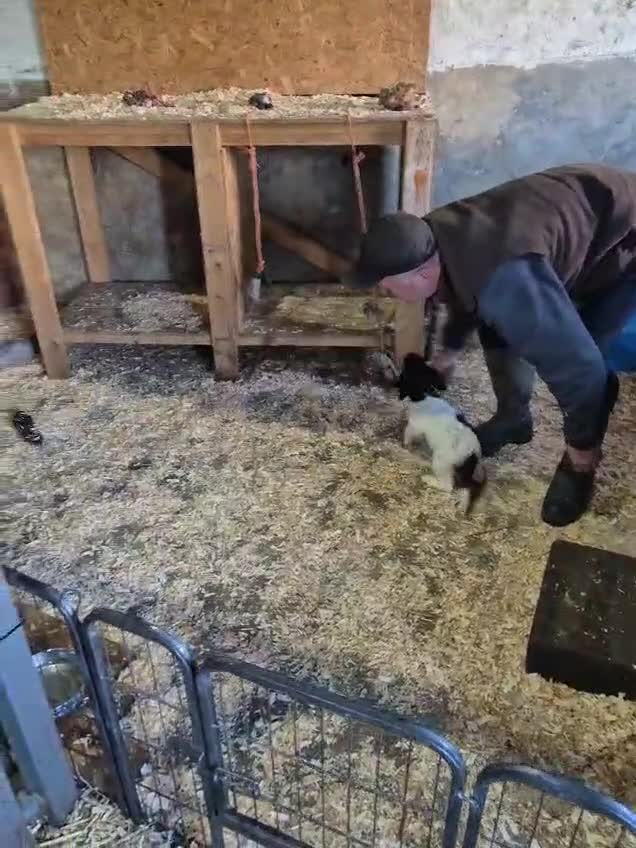 English Springer Spaniel dogs for sale: KC Registered Springer Spaniel Puppies  - Video 2