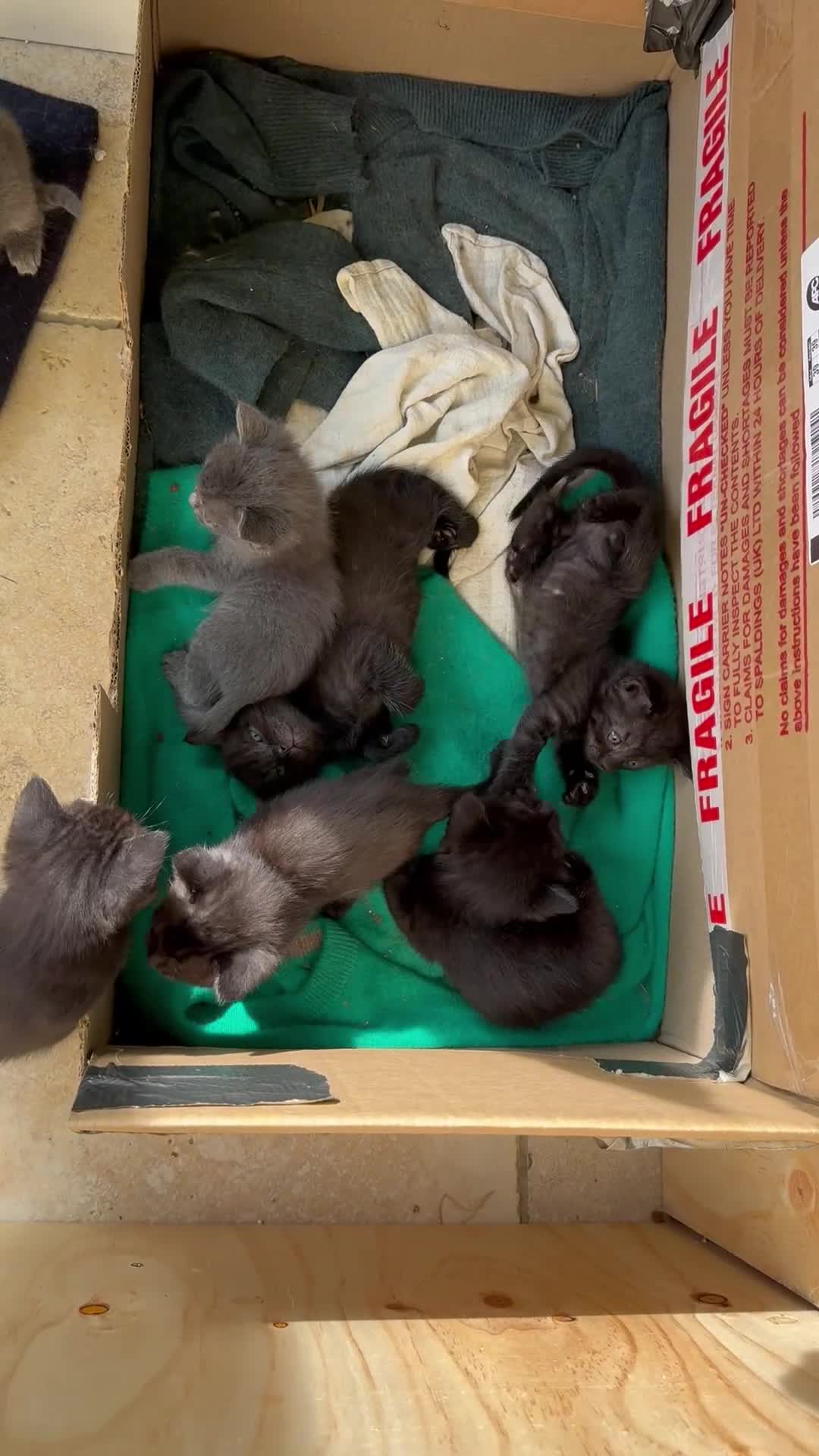 Ragdoll cats for sale: Beautiful kittens for sale.  - Video 1