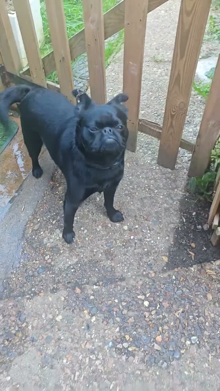 Mixed Breed dogs for sale: Beautiful jet-black French × Brussels Griffon boy in Croydon - Video 1
