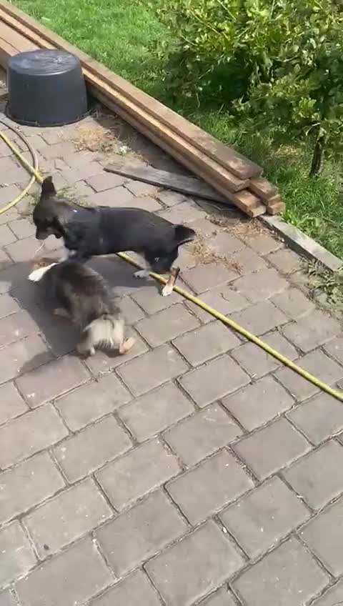 Mixed Breed dogs for adoption: 💖🐶 LESYA 🐶💖 - Video 2