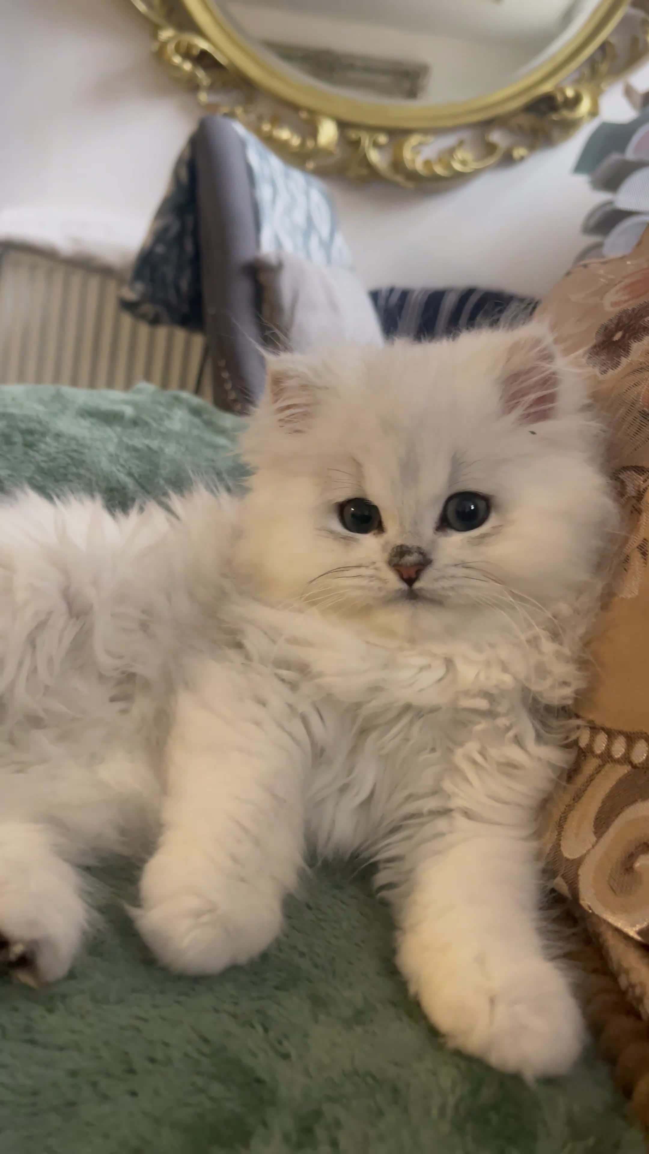 Persian cats for stud: One of a kind Persian Chinchilla - Romeo in London - Video 1