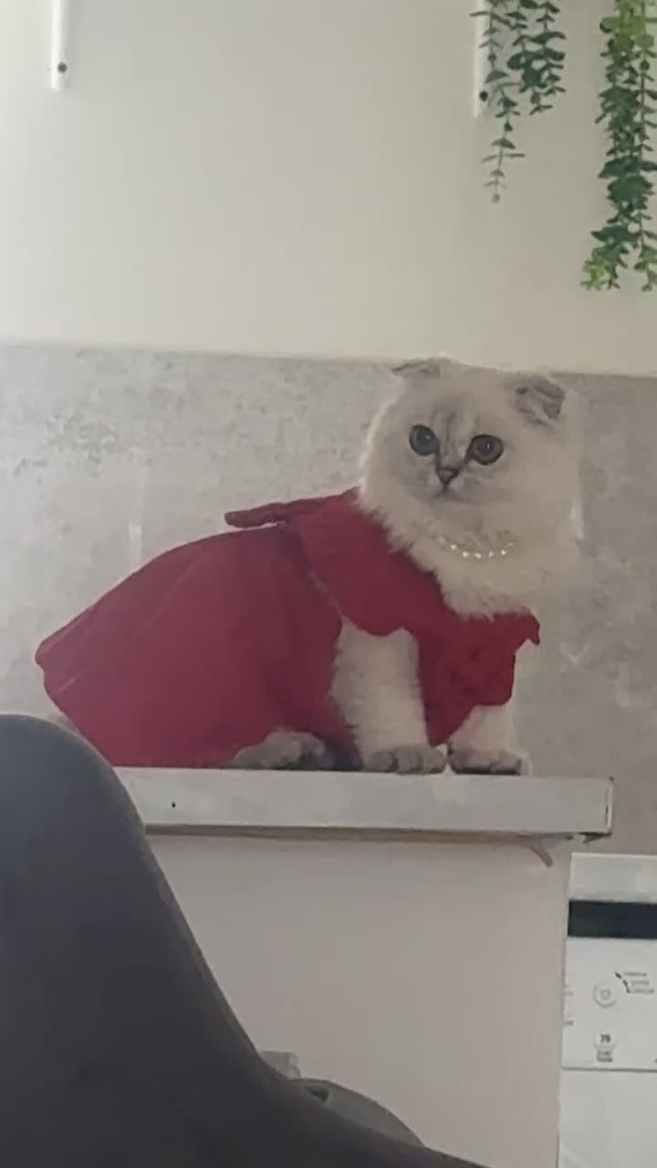 Scottish Fold cats for sale: Beautiful White Scottish Fold Female – Ready Now - Video 4