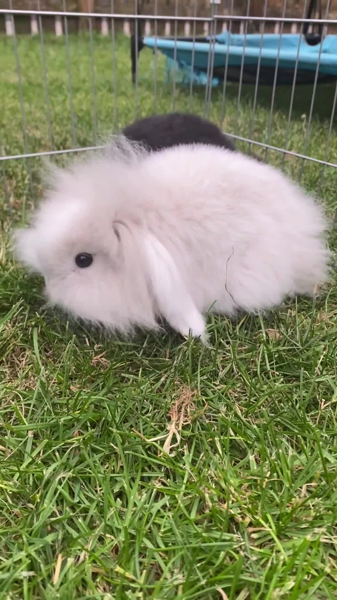 Mini Lop rabbits for sale: Mini Lop and Mini Lion Lop bunnies - Video 1