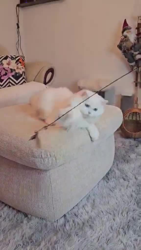 British Longhair cats for sale: Mochi-British Longhair boy - Video 1