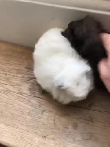 Guinea Pig rodents for sale: Swiss brothers - Video 1