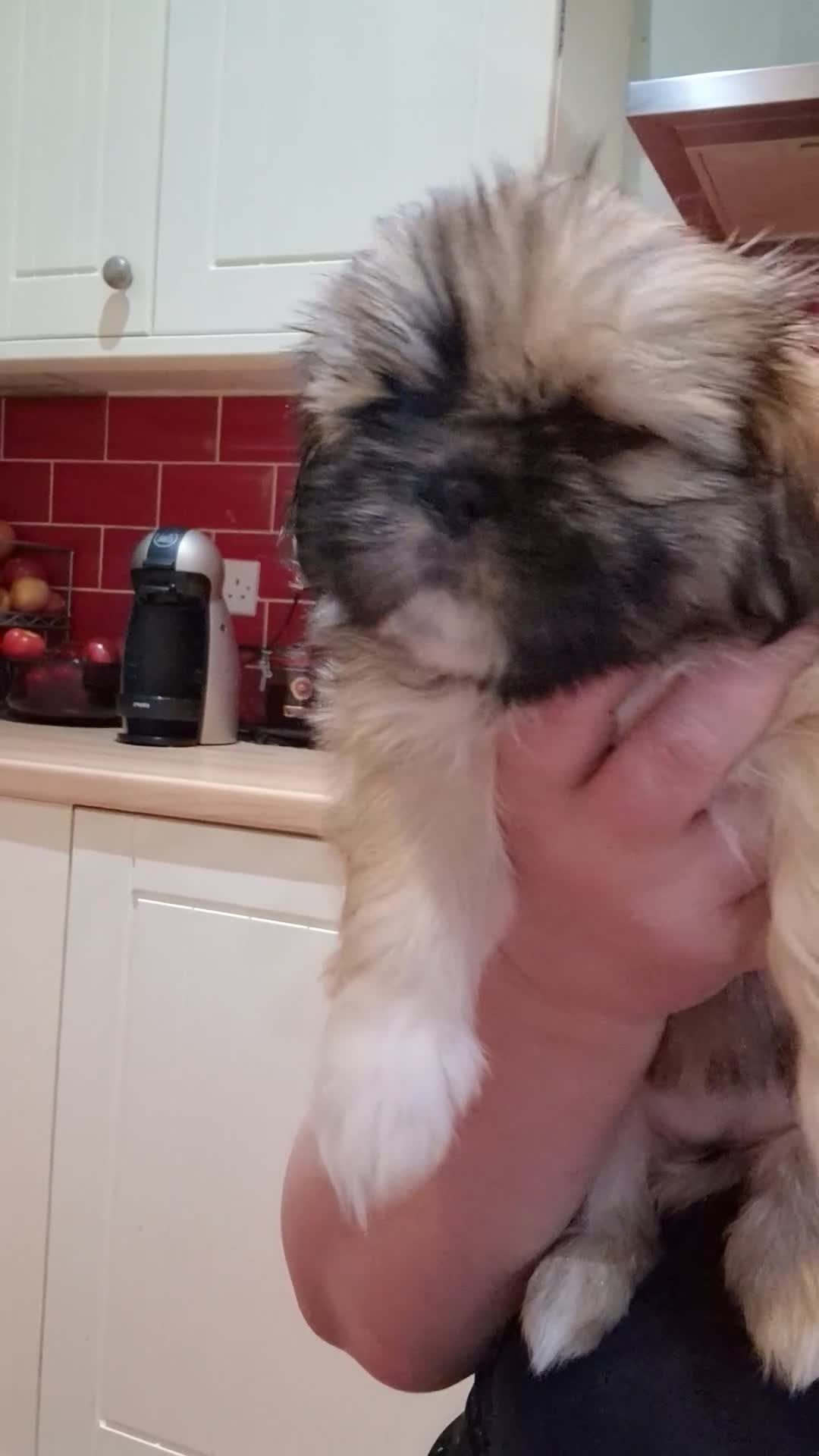 Shih Tzu dogs for sale: 🌸 Beautiful Shih Tzu Girls Available - Video 2
