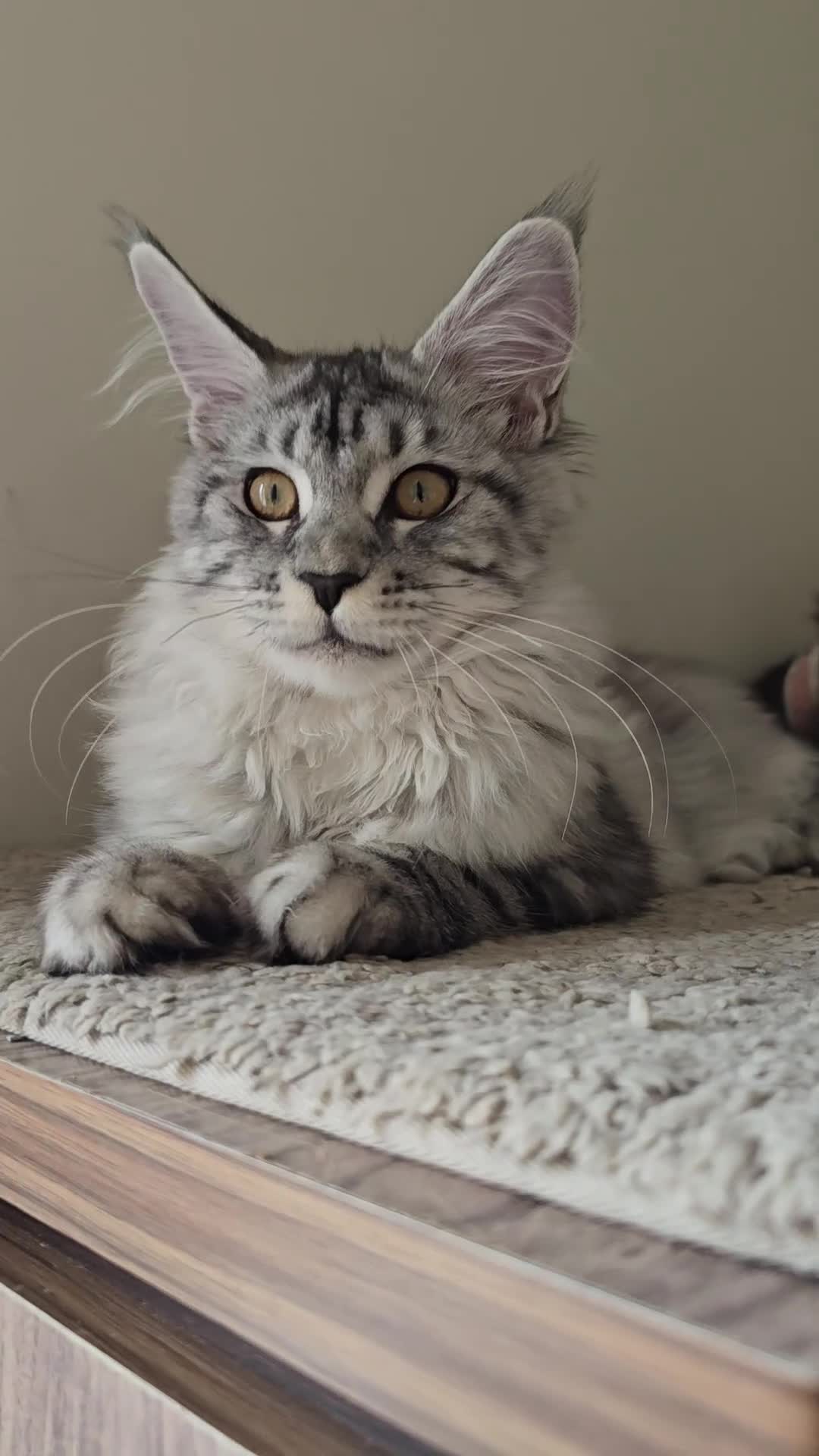 Maine Coon cats for sale: Maine Coon kittens  - Video 2