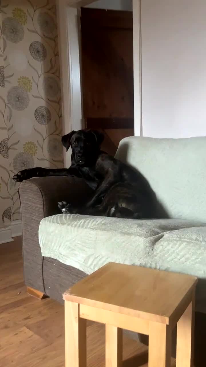 Mixed Breed dogs for sale: Enzo  - Video 1