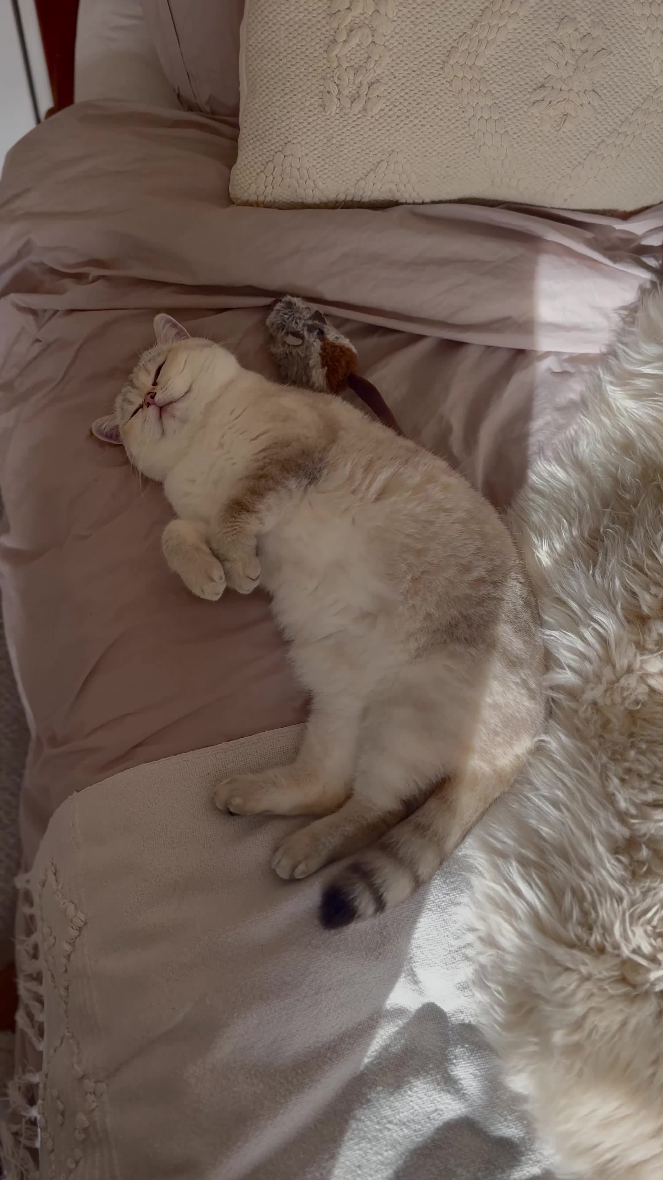 British Shorthair cats for sale: British Shorthair Kittens in Bedford - Video 1