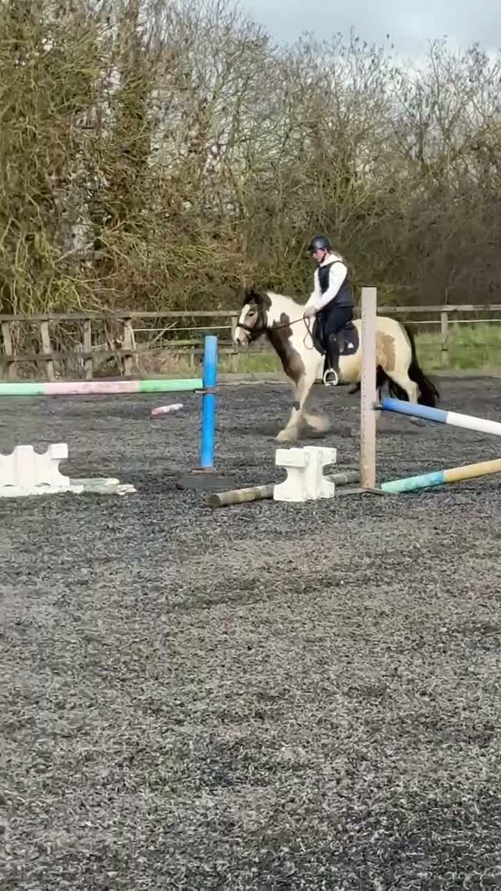 Irish Cob horses for sale: Stunning mare cob  in Canvey Island - Video 2