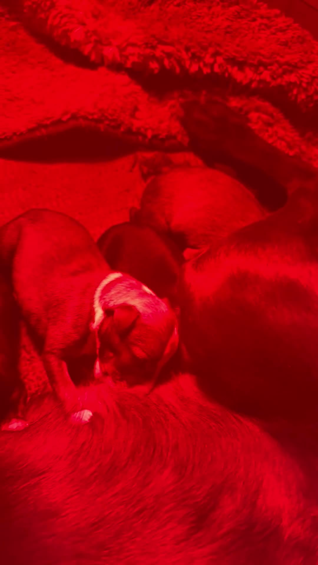 Whippet dogs for sale:  Wippet /saluki - Video 1