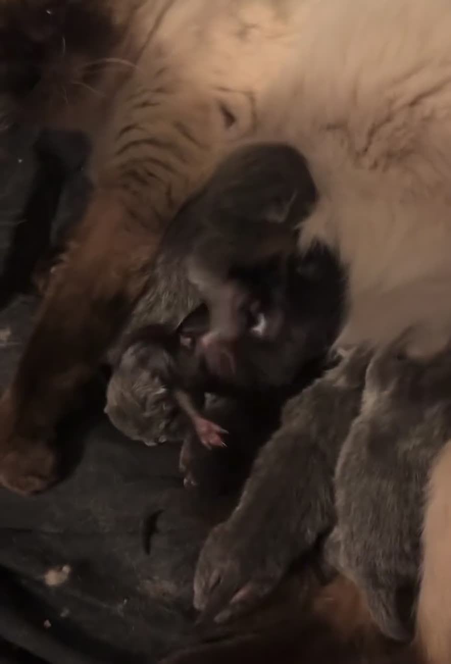 RagaMuffin cats for sale: Black Ragamuffin Kittens - Video 1