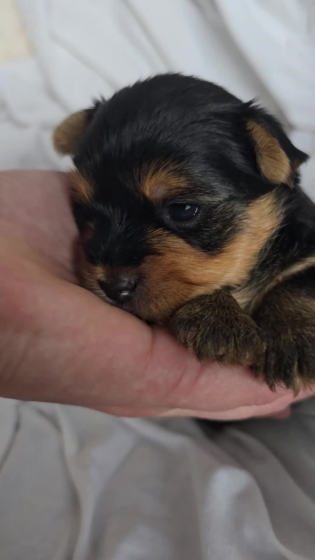 Yorkshire Terrier dogs for sale: Aurelija  - Video 3