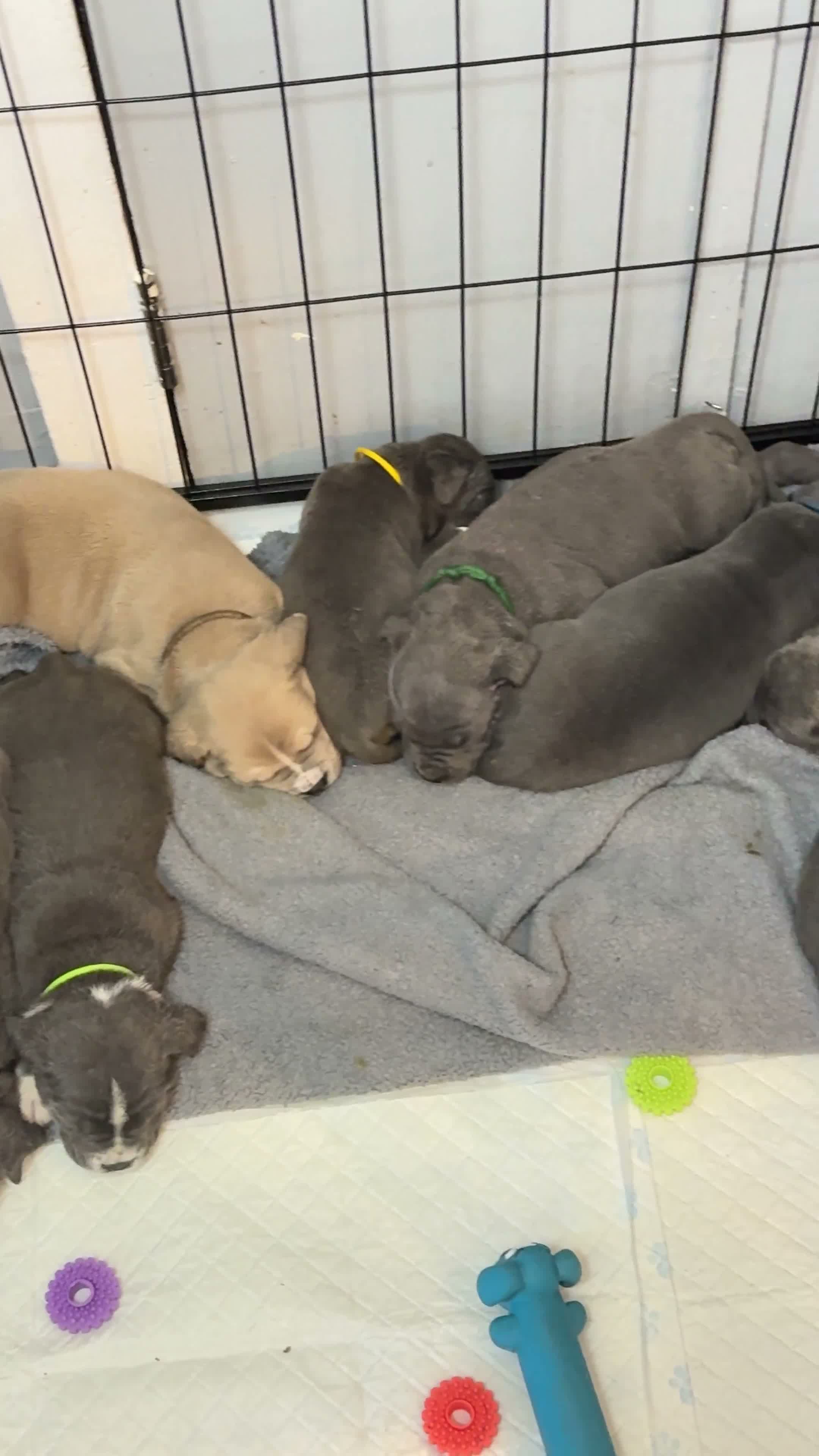Cane Corso dogs for sale: Cane corso puppies - Video 1