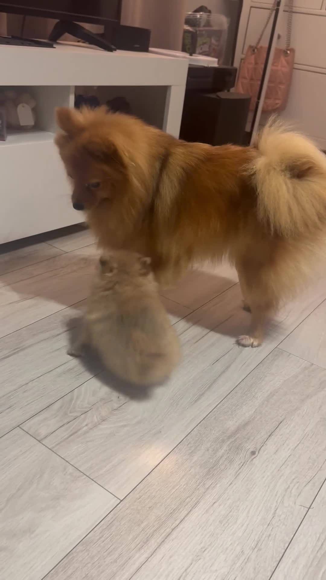 Pomeranian dogs for sale: Pomeranian puppies ready to leave  - Video 1