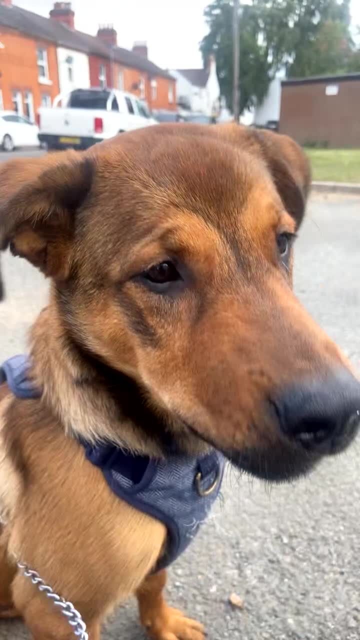 Mixed Breed dogs for sale: Rottweiler x Dutch shepherd  - Video 1