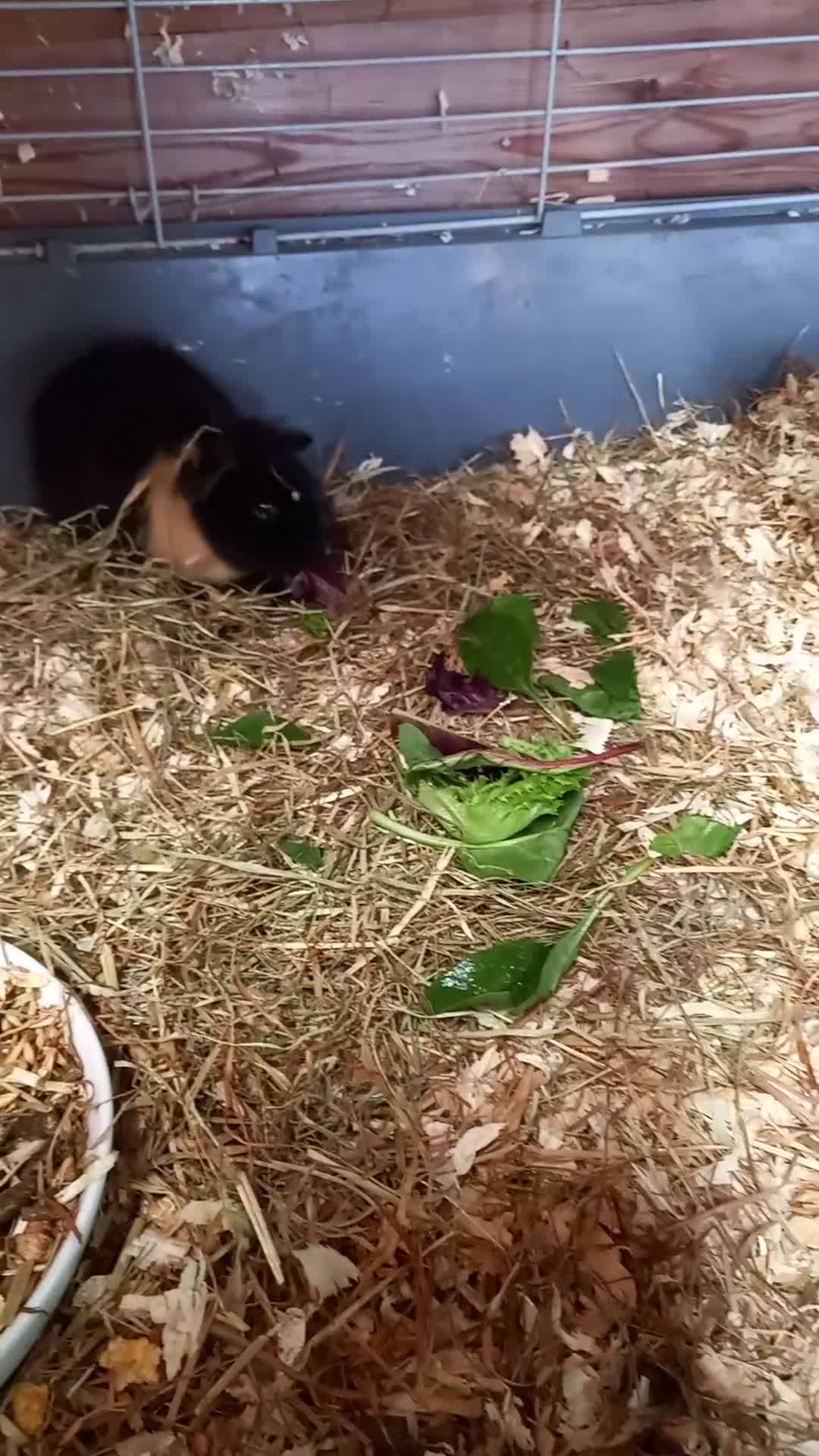 Guinea Pig rodents for sale: Teddy guinea pigs - Video 1