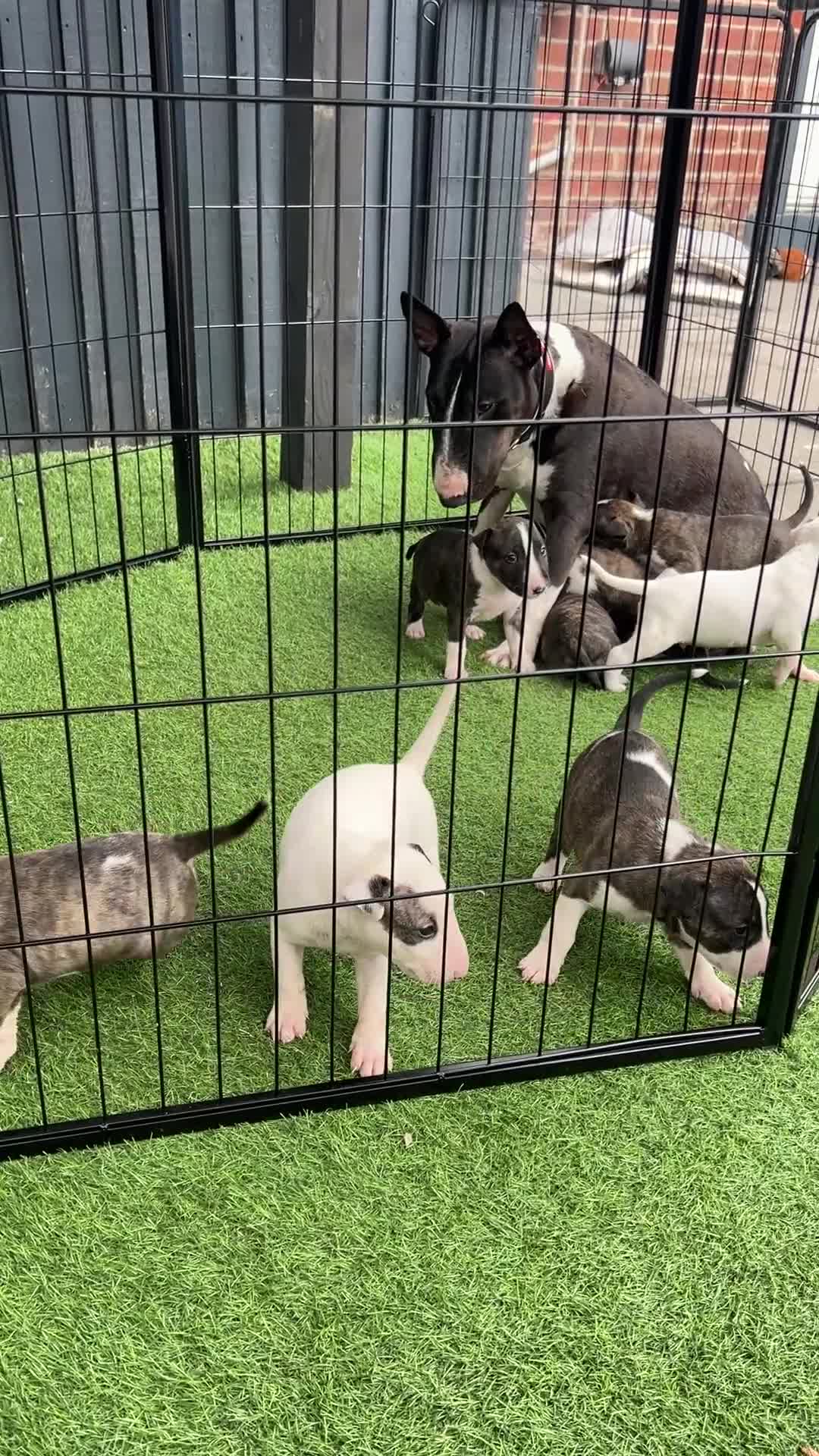 English Bull Terrier dogs for sale: Janineabullz bull terriers beautiful litter  - Video 3