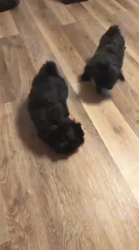 Shih Tzu dogs for sale:  Shih Tzu boys ready for new home.  - Video 1