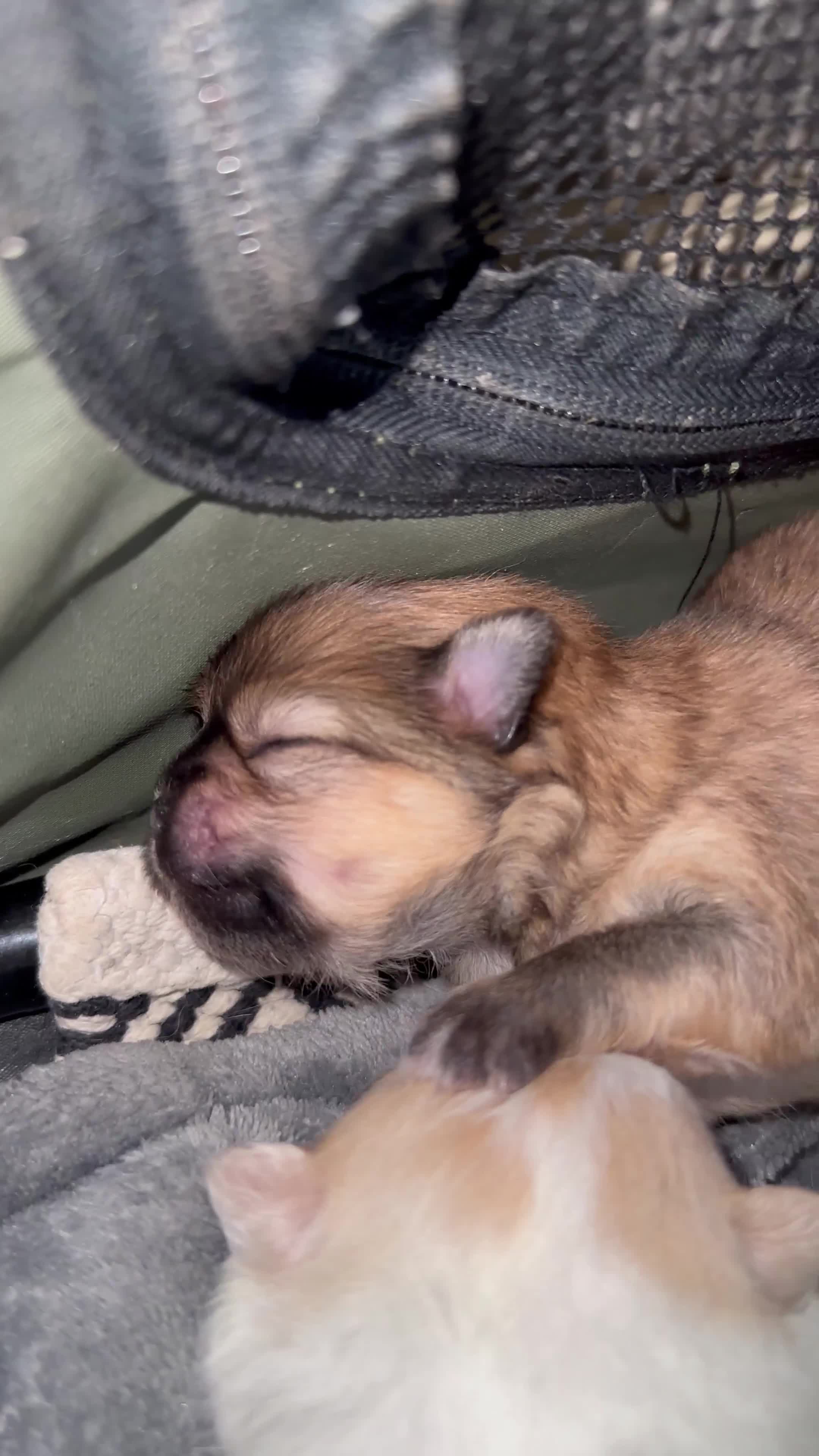 Pomeranian dogs for sale: KC Reg Pomeranian Girls - Video 2