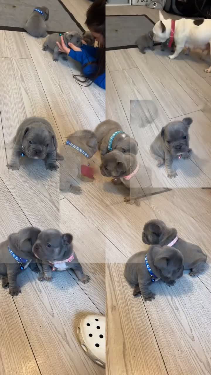 French Bulldog dogs for sale: French bulldog puppies - Video 1